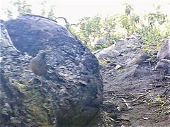 Turdus olivaceus