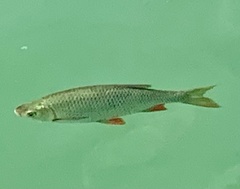 Scardinius erythrophthalmus