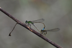 Ischnura