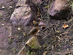 Turdus olivaceus