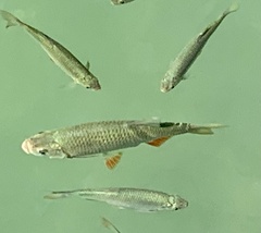 Scardinius erythrophthalmus