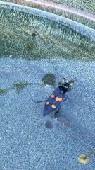 Nicrophorus orbicollis