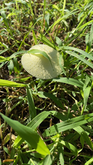 Leucocoprinus birnbaumii