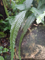 Bolbitis heteroclita