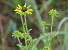 Rudbeckia missouriensis