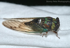 Neotibicen lyricen