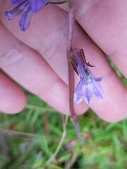 Lobelia puberula