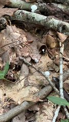 Tetrapyrgos nigripes