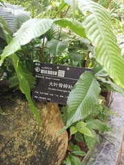 Bolbitis heteroclita