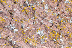 Candelaria concolor