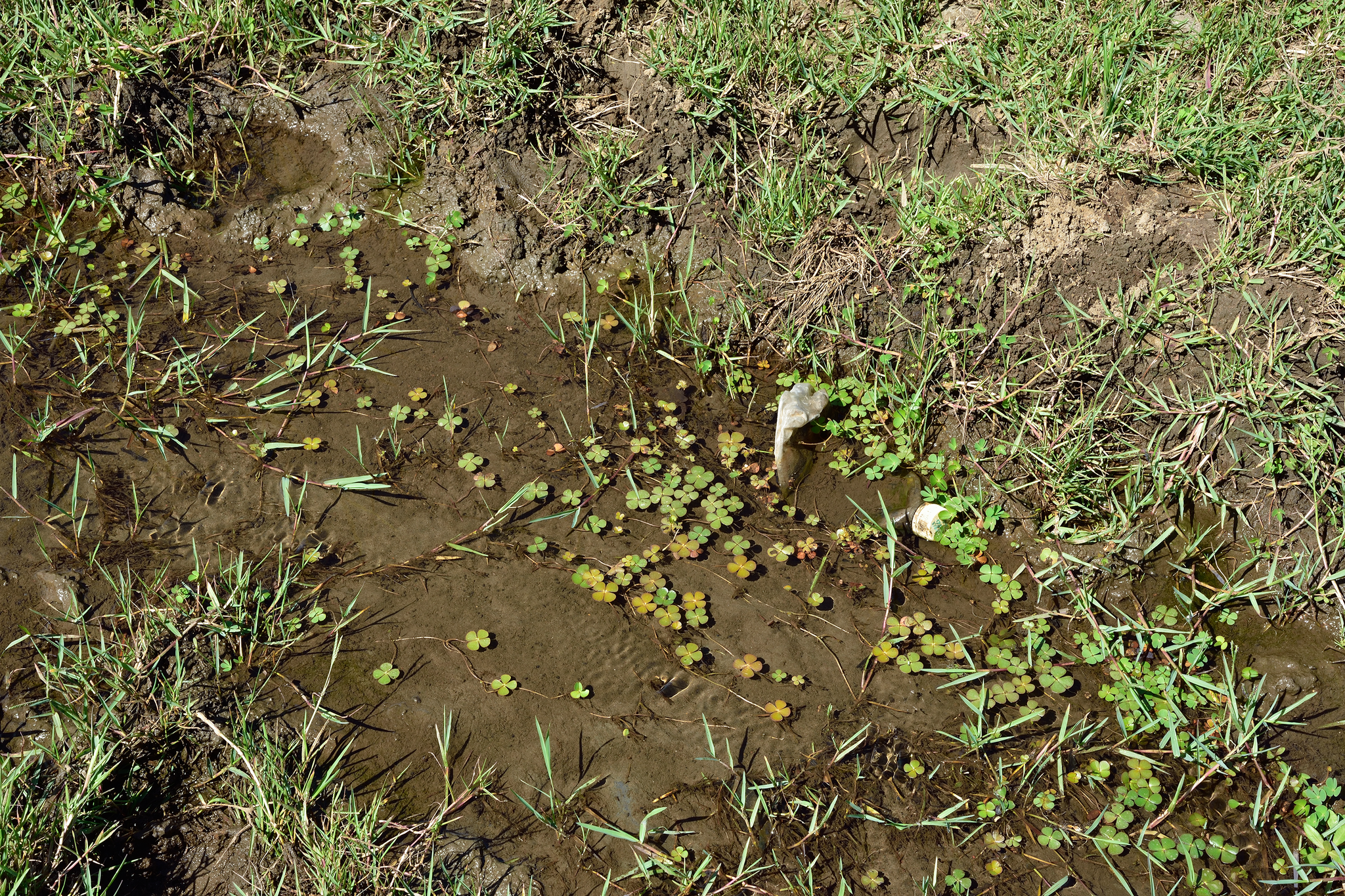 Image of Marsilea minuta by (c) 楊富鈞, some rights reserved (CC BY)