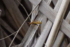 Fuscopolistes