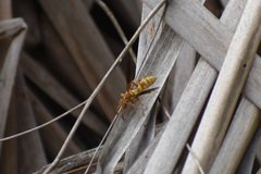 Fuscopolistes