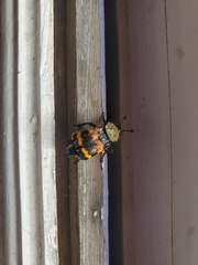 Nicrophorus tomentosus