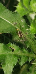 Mitopus morio