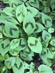 Persicaria filiformis