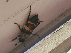 Nicrophorus tomentosus