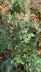 Chenopodium album