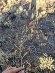Castilleja linariifolia