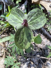 Trillium sessile