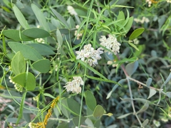 Funastrum heterophyllum