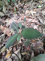 Ardisia mamillata, photograph (c) Marco Chan, some rights reserved (CC BY)