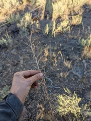 Castilleja linariifolia