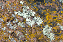 Xanthoparmelia cumberlandia