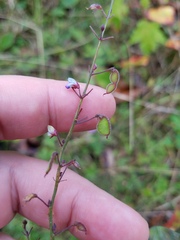 Desmodium ciliare