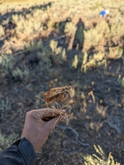 Castilleja linariifolia