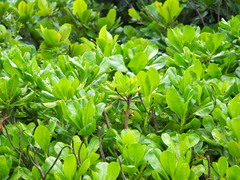 Scaevola taccada