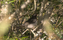 Turdus atrogularis