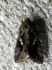 Chrysodeixis