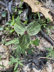 Trillium sessile
