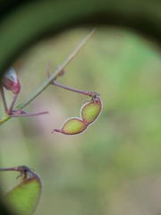 Desmodium ciliare