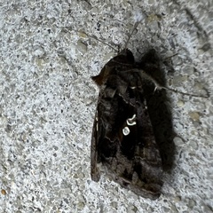 Chrysodeixis
