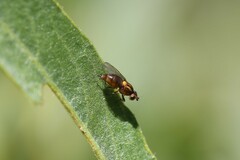 Chloropidae