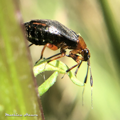 Capsus ater