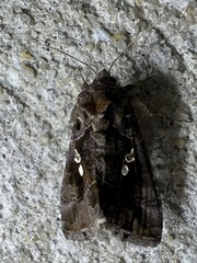Chrysodeixis