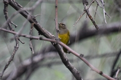 Geothlypis tolmiei