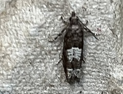 Eucosma parmatana