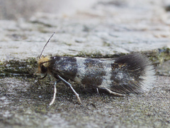 Phylloporia bistrigella