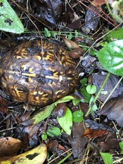 Terrapene carolina major