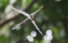 Argiope versicolor