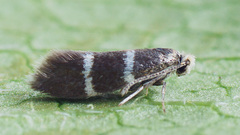 Phylloporia bistrigella