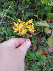 Platanthera ciliaris