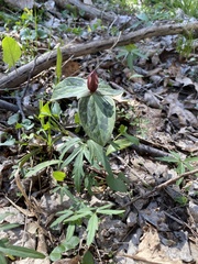Trillium sessile
