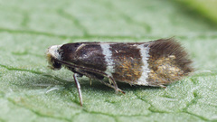 Phylloporia bistrigella