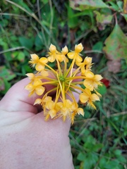 Platanthera ciliaris