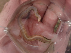 Phyllodocida